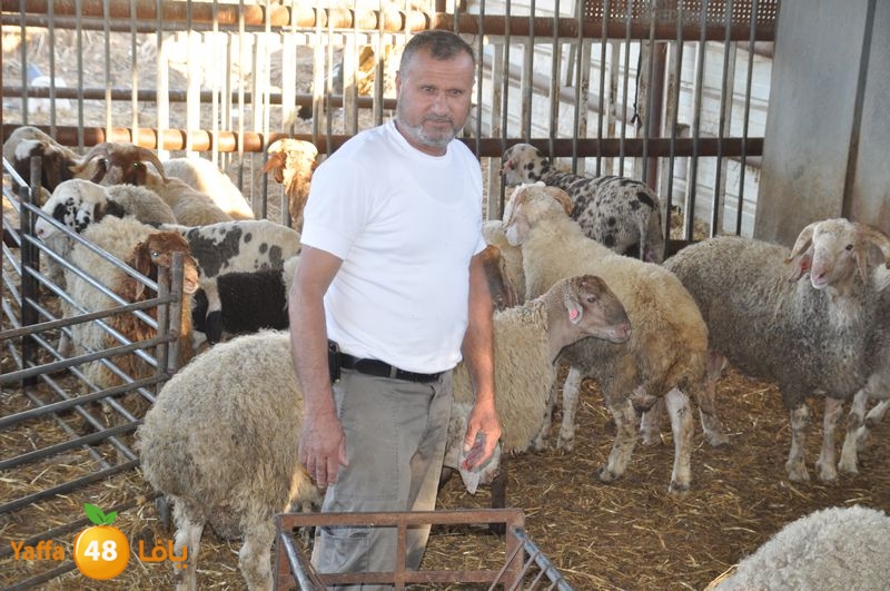 mal7ama lud 929 (16).JPG